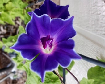 15+ Morning Glory Blue Picotee /Mix Variety/Free Seeds with purchase/Heirloom / Perennial / Drought Tolerant/Native American 3rd generation