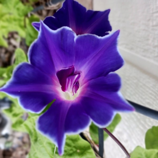 15+ Morning Glory Blue Picotee /Mix Variety/Free Seeds with purchase/Heirloom / Perennial / Drought Tolerant/Native American 3rd generation