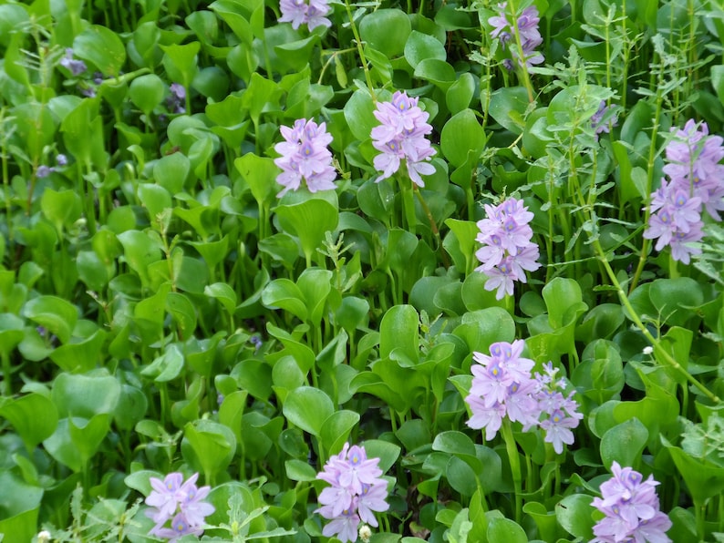 Water Hyacinths Floating Water Garden Plants 1 Large Plant Buy 2 Get