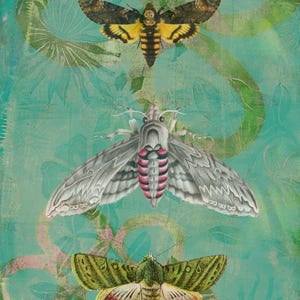 Coleção Lepidoptera - Pacote de 6 cartões de arte, pacote de cartões de felicitações, pacote de cartões de agradecimento, pacote de cartões em branco, notas
