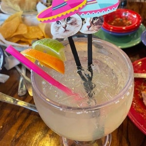 Op de afbeelding: Een margaritacocktail met een roze rietje en twee cocktailprikkers met een kattenmotief. De prikkers tonen een kat met een roze sombrero en een kat met een blauw-witte sombrero.