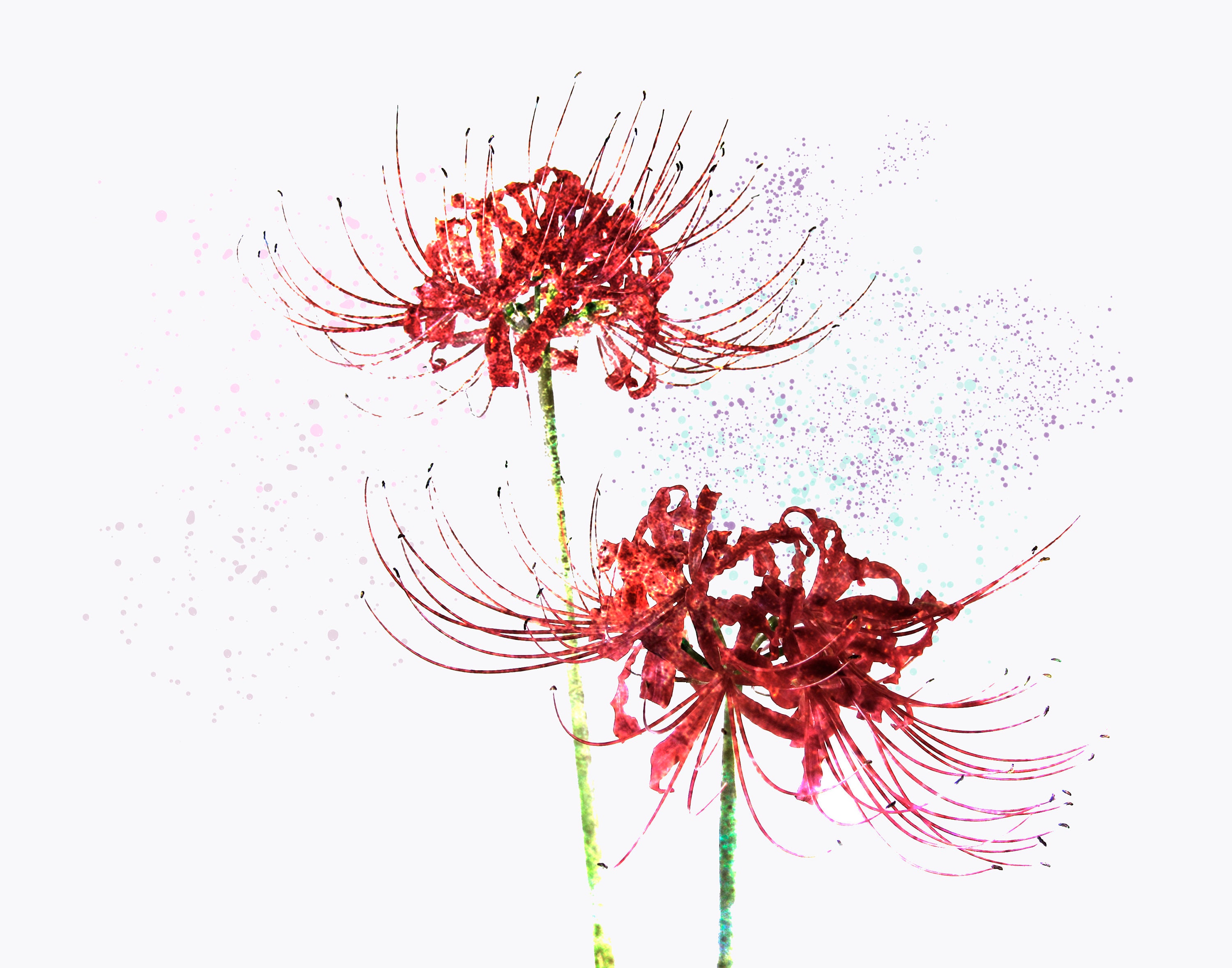 Spider Lilies Abstract Photography Art Print, Fall Blooming Spider Lilies  Wall Art, Red And Green Spider Lily