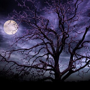 Moon and Tree Photography Art Print