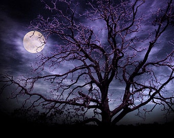 Moon and Tree Photography Art Print