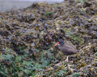 Black Oystercatcher (Haematopus bachmani) — Ruby Beach, Fine Art Photograph, Nature Photo, Home Decor, beach home decor, PNW