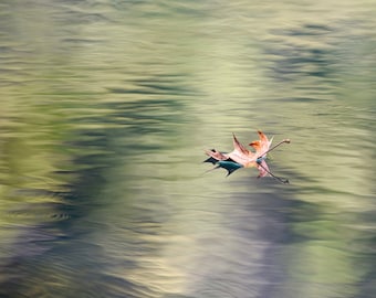 Single leaf floating, Fine Art Photograph, Nature Photo, Home Decor