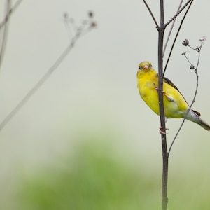 Goldfinch in winter, Fine Art Photograph, Home Decor, Nature Photography, Wall Art, Bird Photo