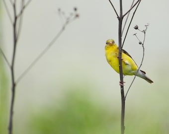 Goldfinch in winter, Fine Art Photograph, Home Decor, Nature Photography, Wall Art, Bird Photo