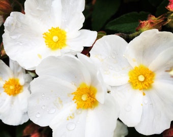 Anemone Flower Photograph, Fine Art, Home Decor, Square photo, Rustic or Modern