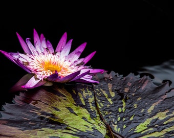 Purple Water Lily #2, Fine Art Photograph, Home Decor, Flower Photo, Wall Art, Nature Photography