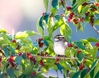 White-throated Sparrow