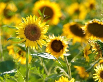 Sunflower, Fine Art Photograph, Nature Photo, Home Decor, Flower Photography, Kitchen Decor, Rustic Decor