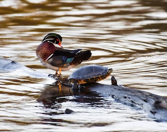 Wood duck and turtle. Washington State. Rustic home decor nature photo.