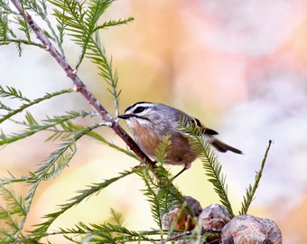 Golden-crowned kinglet, Fine Art Photograph (bird) — Home Decor