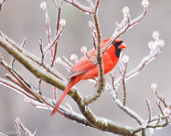 Male northern cardinal in winter tree, Fine Art Photograph, Nature Photo, Home Decor