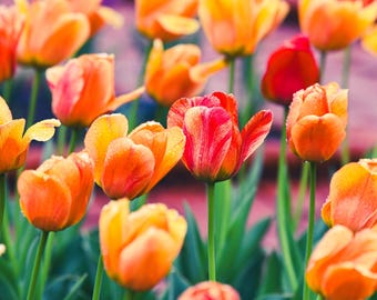 Vibrant Orange and Red Tulips with Rain Drops - Spring Floral Photography Print - Home Decor - Botanical Art - Fine Art Photography