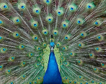 Male peacock, Full Fan, Fine Art Photograph, Nature Photo, Home Decor