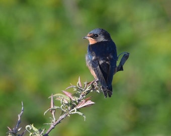 Barn Swallow (Hirundo rustica), Fine Art Photograph, Home Decor, Bird Photo, Audubon, Pacific Northwest Bird, Nature Photography, Wall Art