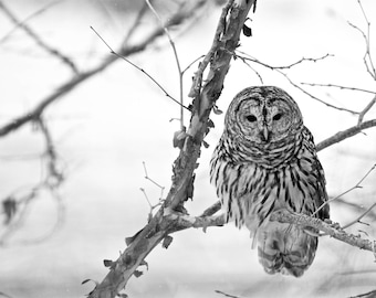 Barred Owl, Fine Art Photograph, Home Decor, Bird photo, Owl photo, Rustic decor, farmhouse decor, Wall hanging