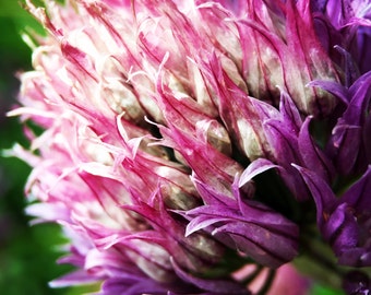 Allium Purple Flower Photograph