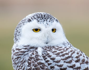 Snowy Owl, Fine Art Photograph, Wildlife Photo, Home Decor