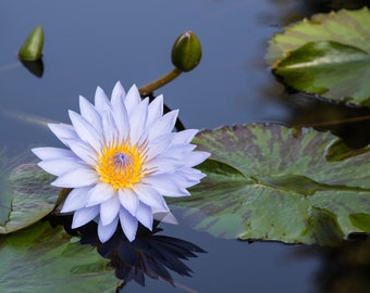 White Water Lily (Nymphaea Odorata), Fine Art Photograph, Home Decor, Flower Photo