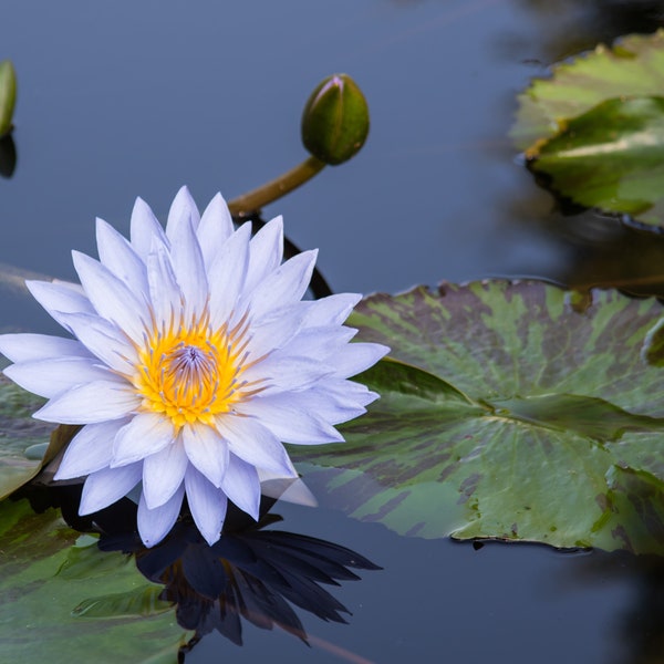 White Water Lily (Nymphaea Odorata), Fine Art Photograph, Home Decor, Flower Photo