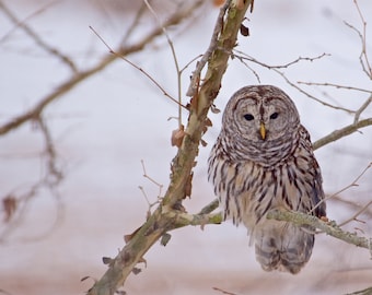 Barred Owl, Fine Art Photograph, Home Decor, Bird photo, Owl photo, Rustic decor, farmhouse decor, Wall hanging