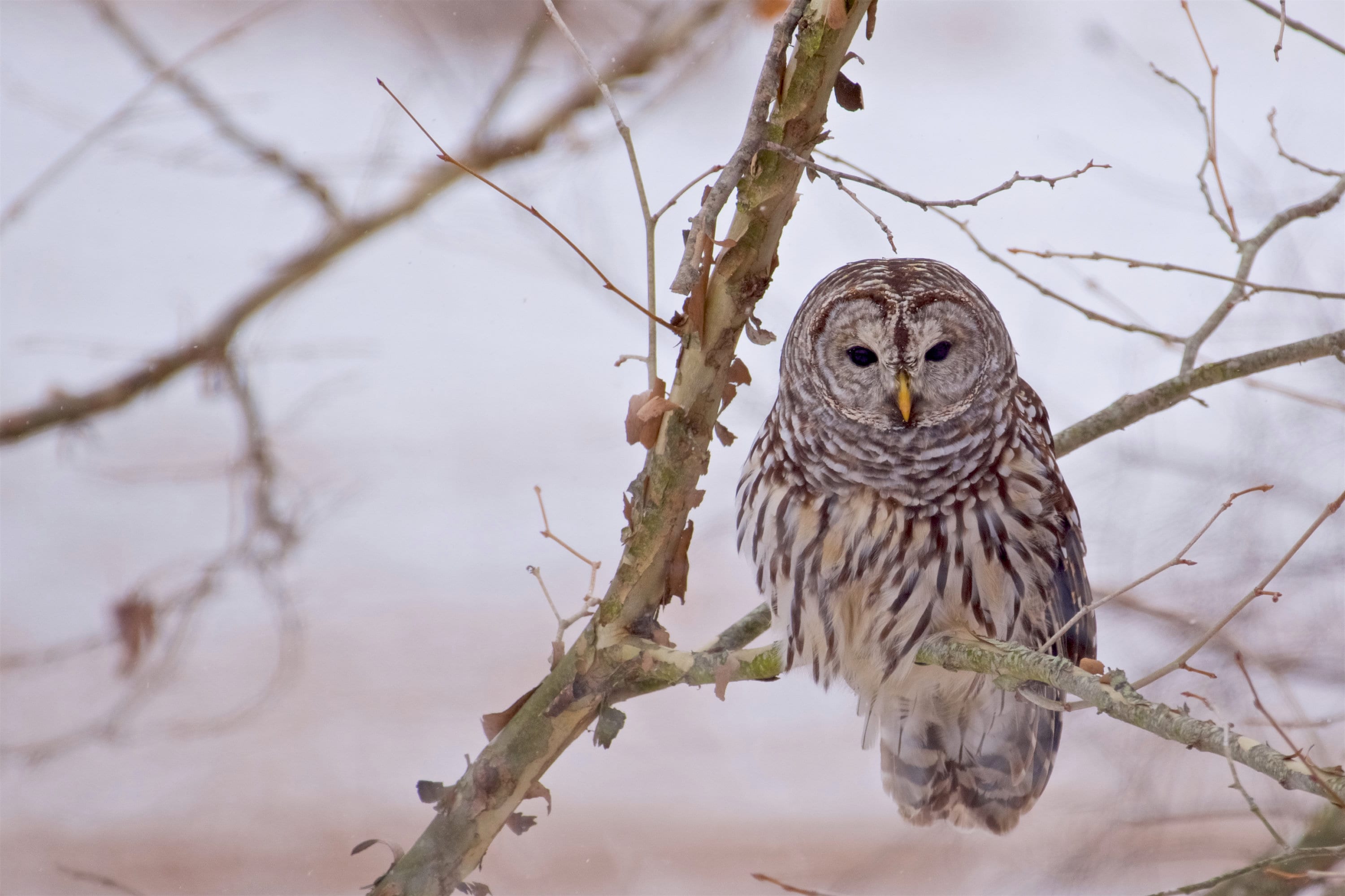 Barred Owl, Fine Art Photograph, Home Decor, Bird photo, Owl photo, Rustic decor, farmhouse decor, W