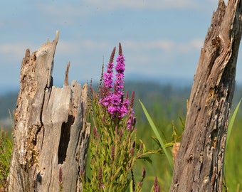 Views from Mount St. Helens, 2017, Fine Art Photograph, Rustic Cabin, Country Living, Home Decor, PNW