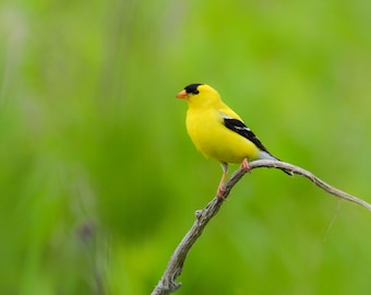 Male Goldfinch Summer 2017, Fine Art Photograph, Home Decor, Bird Photo, Wall Art, Nature Photography