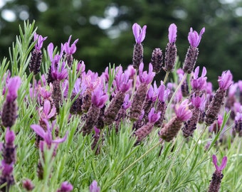 Lavender Field, Squim, WA, Fine Art Photograph, Home Kitchen Decor,  Flower Photo, Pacific Northwest (PNW), Wall Art, Nature Photograph