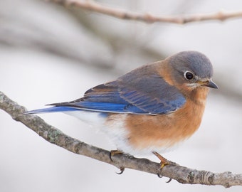 Eastern Bluebird in Snow, Fine Art Photograph — Home Decor