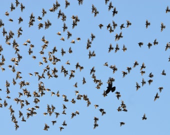 Flock of Birds with Crow, Fine Art Photograph, Home Decor, Rustic home decor, Nature photography, Wall Art