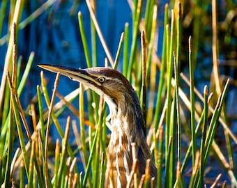 American Bittern, Fine Art Photograph, Home Decor, Bird photo, Bittern photo, Rustic decor, farmhouse decor, Wall hanging