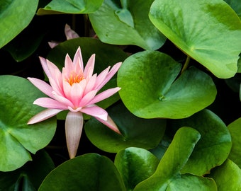 Pink Sensation Water Lily, Home Decor, Wall Decor, Fine Art Photograph