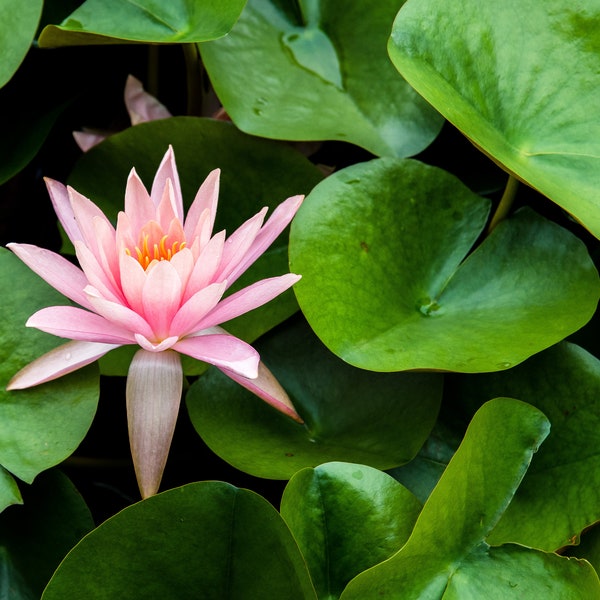 Pink Sensation Water Lily, Home Decor, Wall Decor, Fine Art Photograph