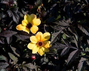 Bur Marigold (Bidens Laevis), Fine Art Photograph, Nature Photo, Flower, Home Decor