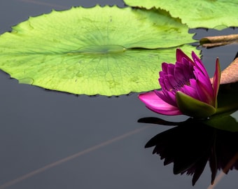 Purple Water Lily, Fine Art Photograph, Home Decor, Flower Photo, Nature Photography, Wall Art