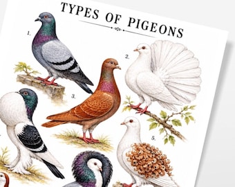 Tipos de palomas: Lámina educativa antigua