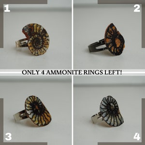 Ammonite One-of-a-kind Rings - Ammonite Fossil Ring - Evolution and Change Ring - Energy ring