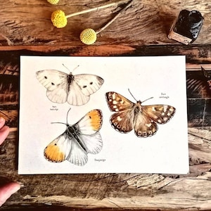 Butterflies, A5 art print of colour pencil drawings on eco-friendly paper. Orange tip, Cabbage white and a Speckled wood butterfly.