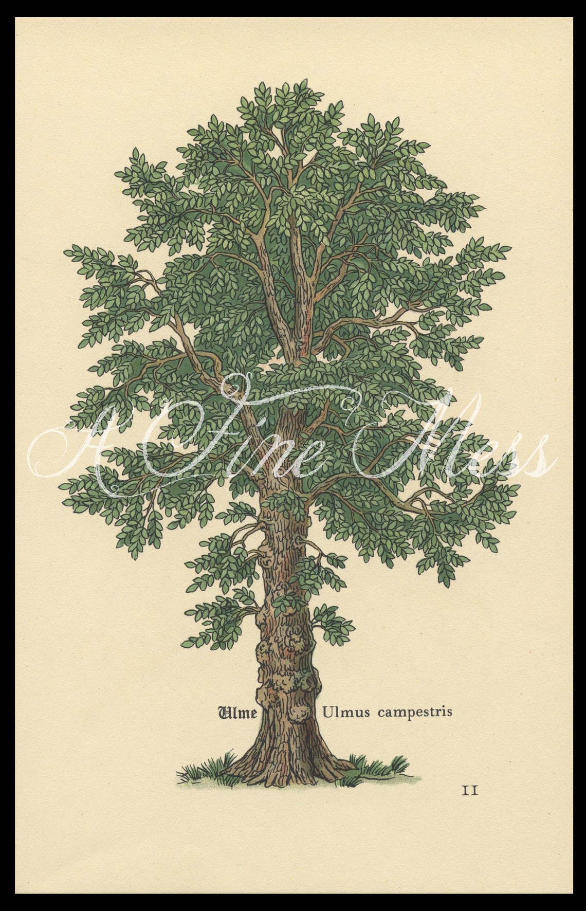 Vintage Botanical Elm Tree Print FREE Shipping Etsy
