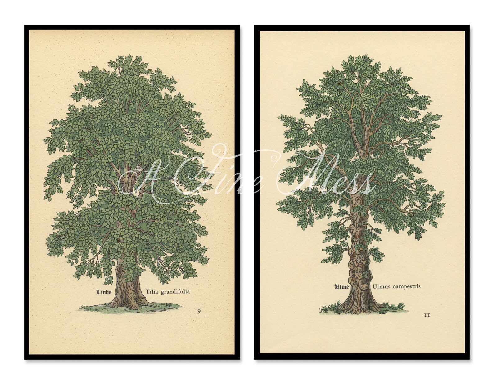 Vintage Botanical Elm Tree Print FREE Shipping Etsy