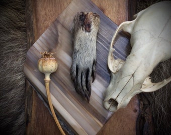 Roadkill Raccoon Paw Taxidermy, Single Mummified Raccoon Paw, Found Object, Ethically Sourced, Alter Piece, Collectable, Oddity, Curiosity