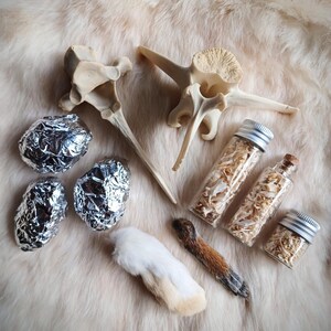 Nature Box: Deer Bones, Owl Pellets, Rabbit and Squirrel Paws, Mini Bone Jars