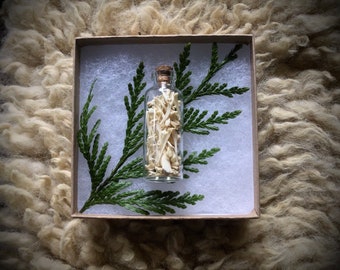 Glass Vial of Owl Pellet Bones, Gift Box, Oddities, Nature Study, Forest Found, Ethical Bones, Cleaned, Craft