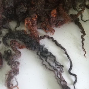 black brown and orange loose wensleydale curly wool, 10g ethically farmed,  perfect for felting, fibre art, dolls and other crafts