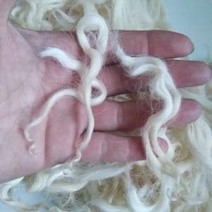 Natural undyed wavy wool fibre and locks, hand washed, white and cream  10g, Devon & Cornwall Longwool, rare breed,  doll hair fibre art