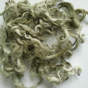 May include: A pile of undyed, curly wool fibers in shades of green and cream. The fibers are loosely arranged, showing their natural texture and wave. Ideal for fiber art, spinning, or felting projects.